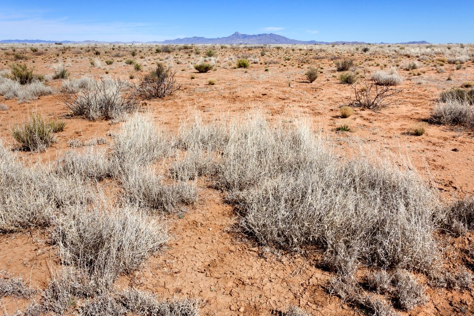 West of the Mimbres River