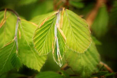 Leaves nature tree photo