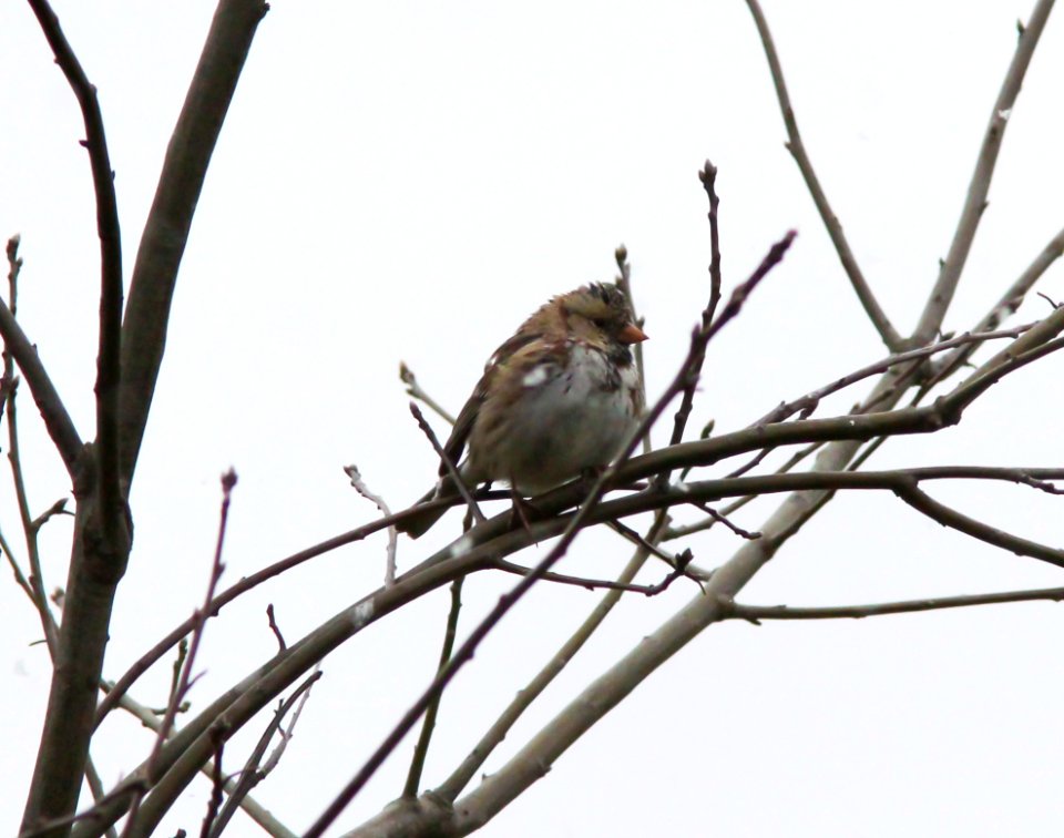 Harris's Sparrow, Muskegon SGA Headquarters, April 10 2012