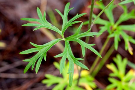 Delphinium scopulorum