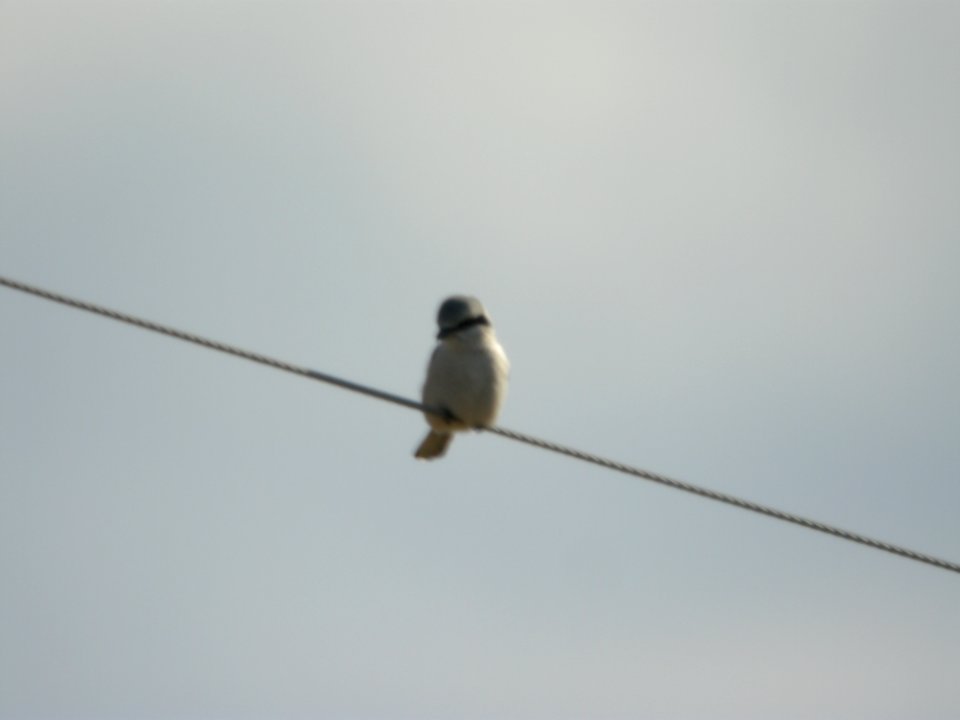 Northern Shrike, Kenowa Ave and 20 Mile Rd, Kent Co., MI, December 10, 2011
