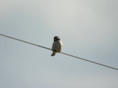 Northern Shrike, Kenowa Ave and 20 Mile Rd, Kent Co., MI, December 10, 2011
