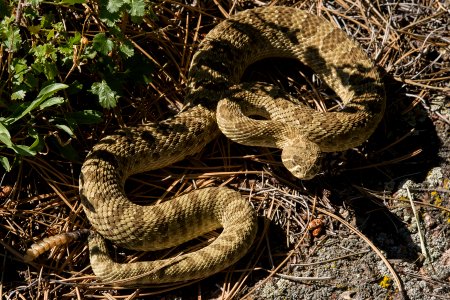Crotalus viridis