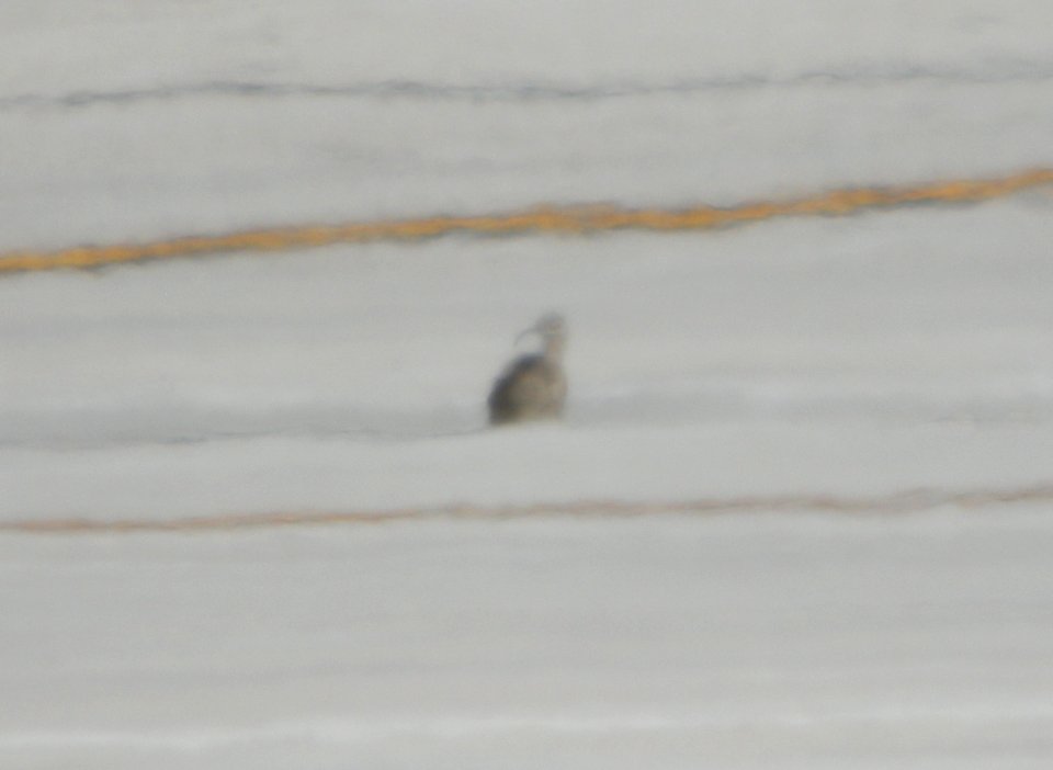 Whimbrel, Gerald R. Ford Int'l airport, June 14, 2012