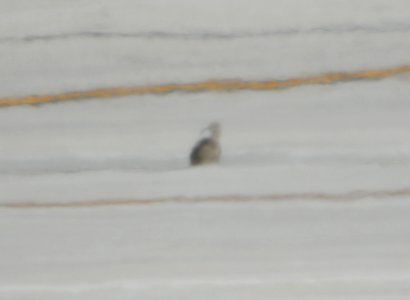 Whimbrel, Gerald R. Ford Int'l airport, June 14, 2012