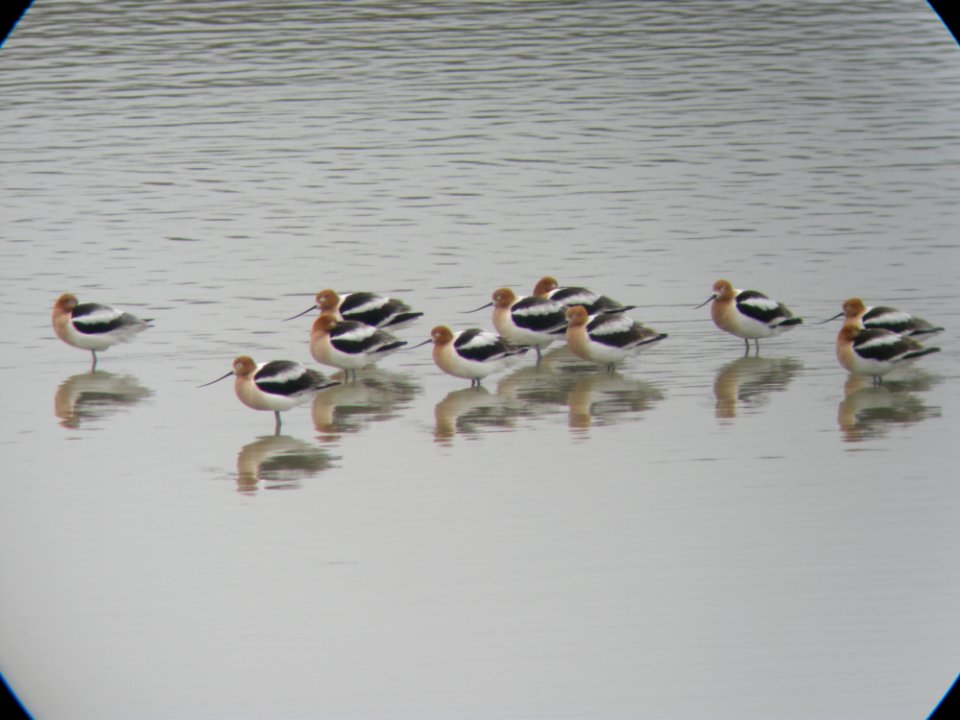 American Avocets, Muskegon Wastewater