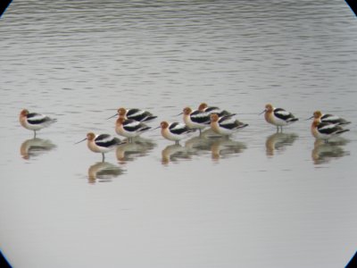 American Avocets, Muskegon Wastewater