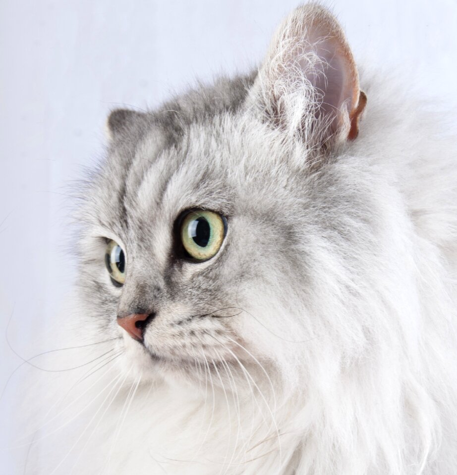 Cat pet animal