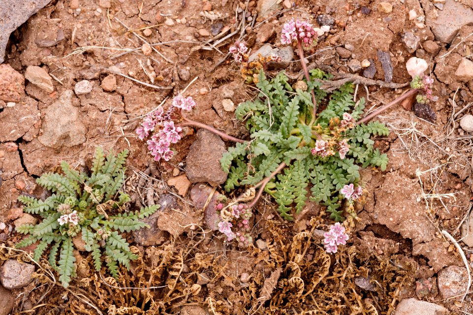 Phacelia arizonica