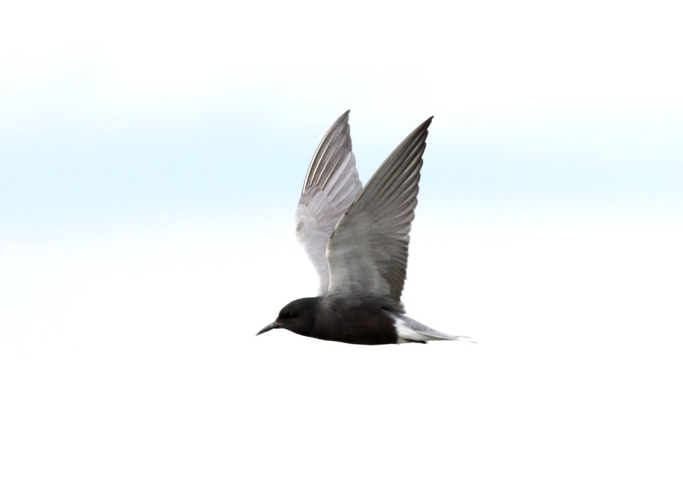Black Tern, Little Mud Lake flooding, Roscommon Co., MI, June 4, 2012
