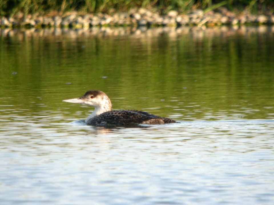 Common Loon, Caledonia Sewage ponds, June 15, 2012