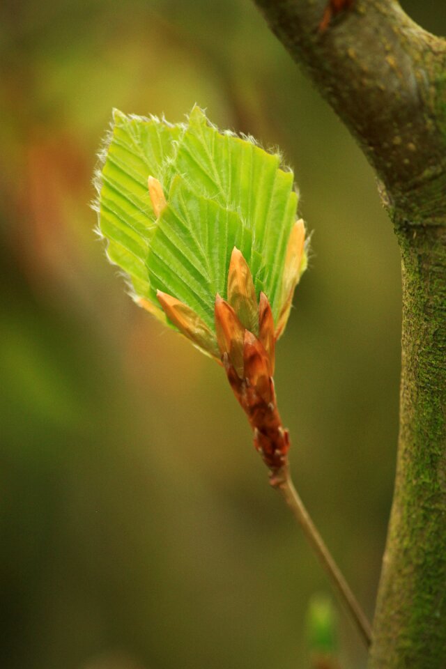 Leaves nature tree