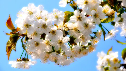 Cherry spring flowers