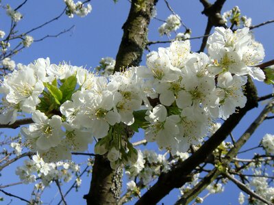 Spring flowers tree flowering