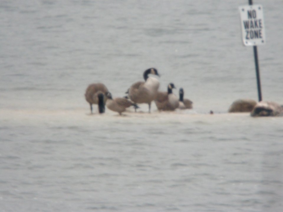 Cackling Goose, Bass Lake, Kent Co., MI, 4 December 2011