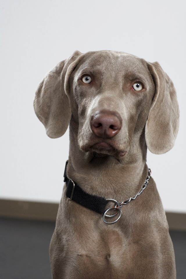 Breed purebred weimaraner