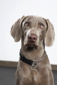 Breed purebred weimaraner