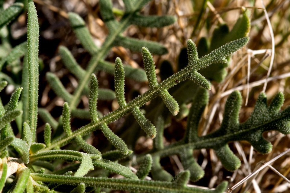 Mentzelia humilis var. humilis