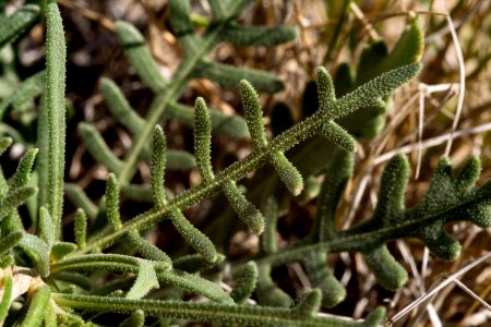 Mentzelia humilis var. humilis