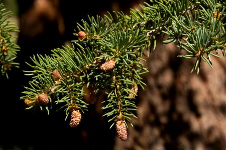 Picea pungens