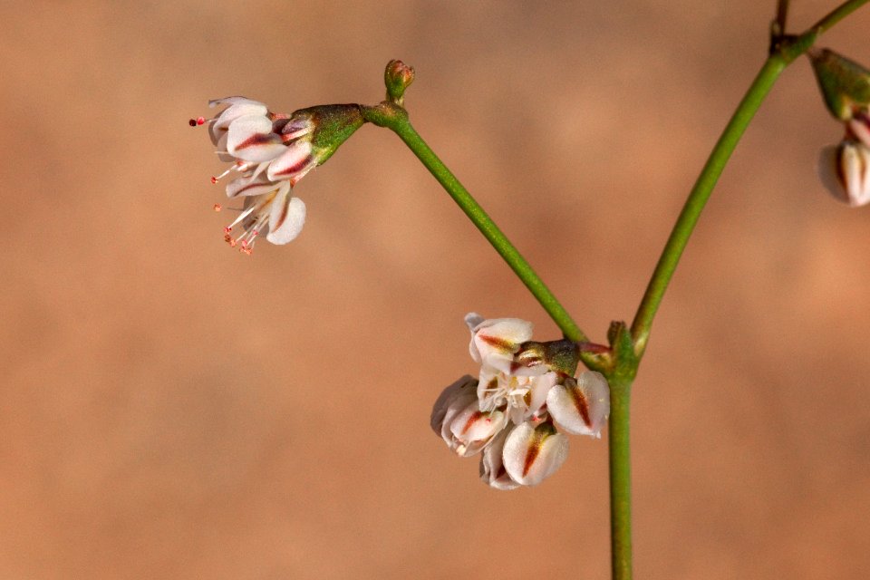 Eriogonum deflexum