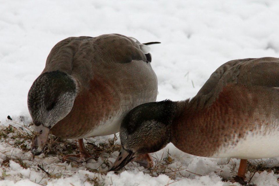 American Wigeon X Mallards, Riverside Park, Grand Rapids, MI Feb 14, 2012