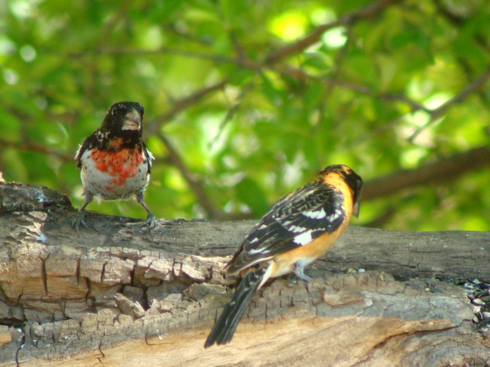 Rose-breasted Grosbeak, Cave Creek ranch, Portal AZ, May 8, 2008 (2nd individual)