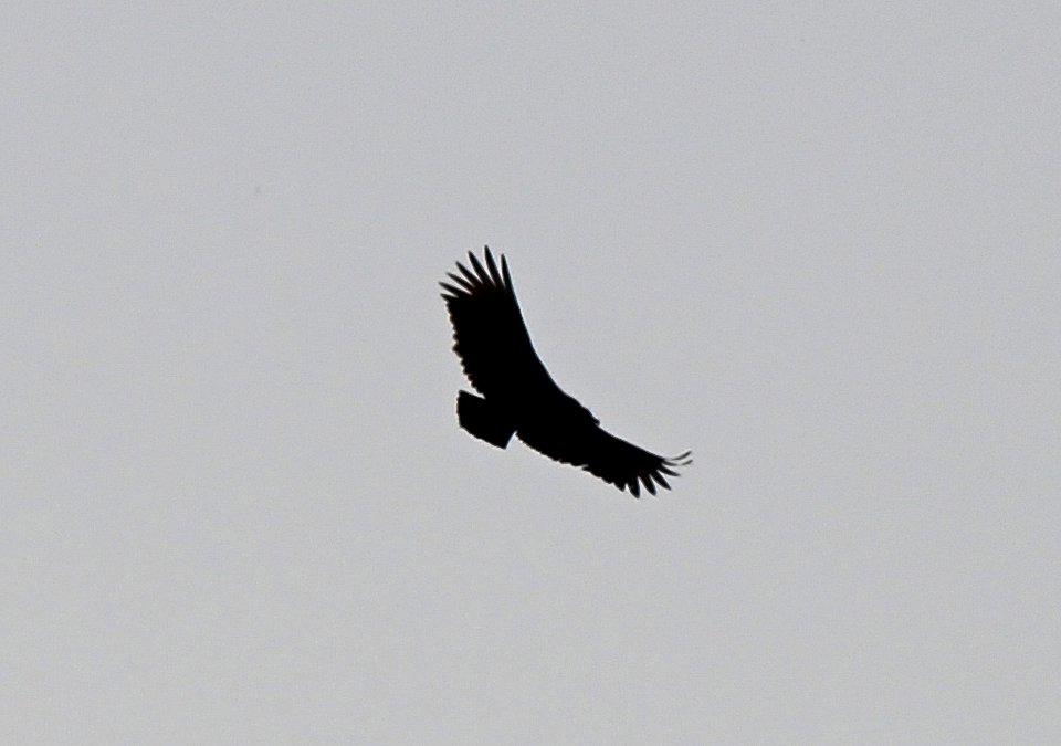 Black Vulture, Portland, MI, March 16, 2012