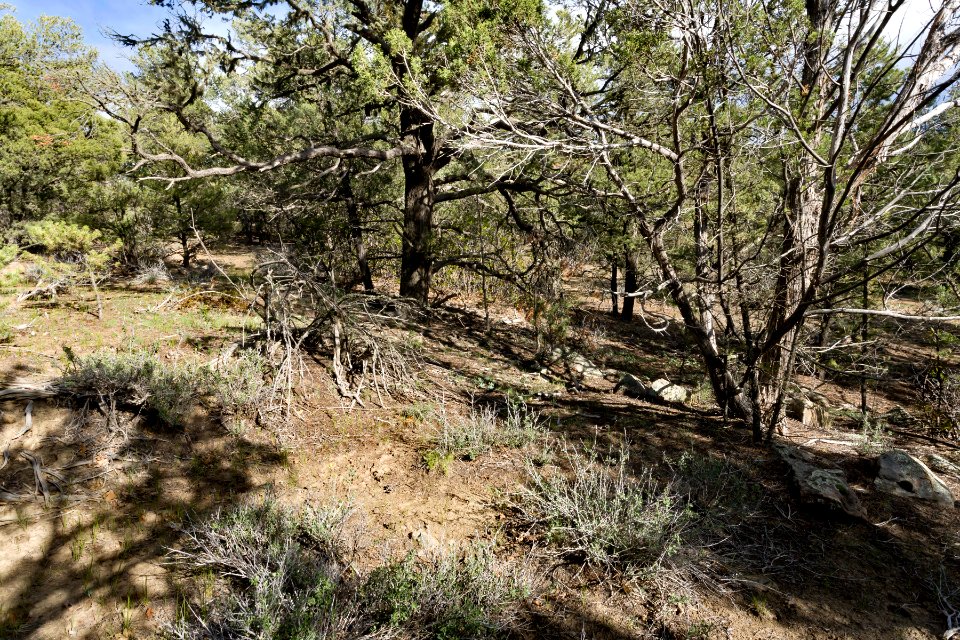 Near Canyon Bancos