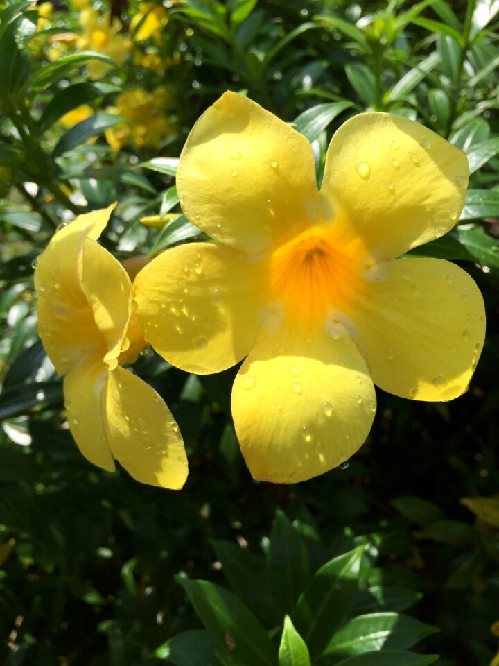 Tropical flowers yellow rain drops