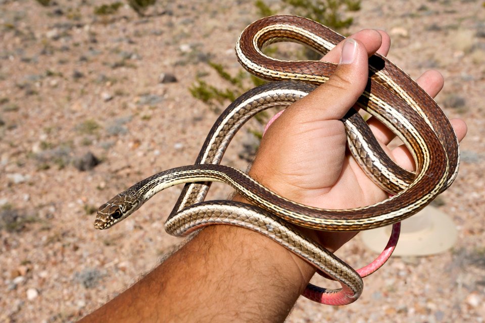 Coluber taeniatus