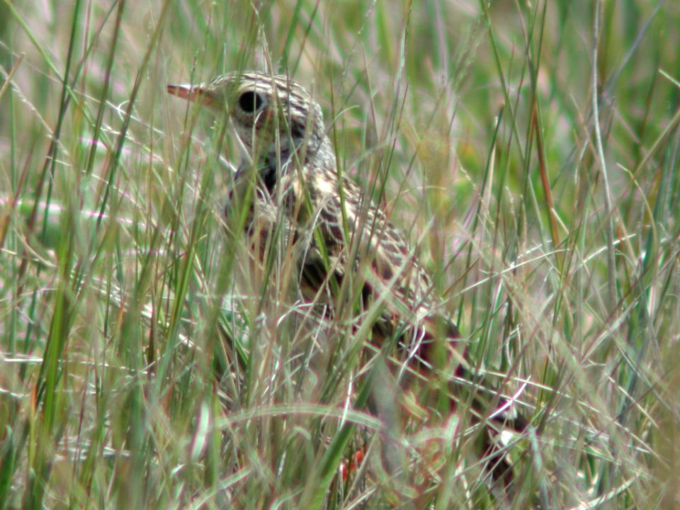 Sprague's Pipit, Ennis, MT