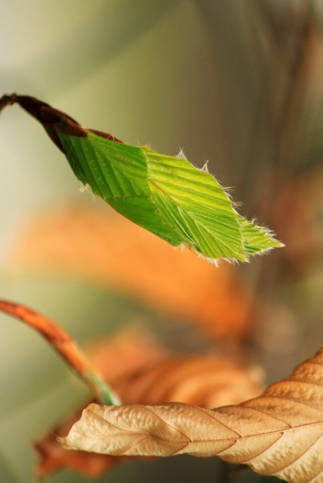 Leaves nature tree