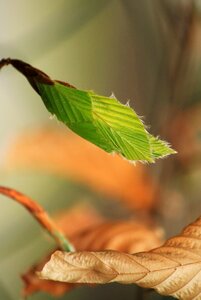 Leaves nature tree photo