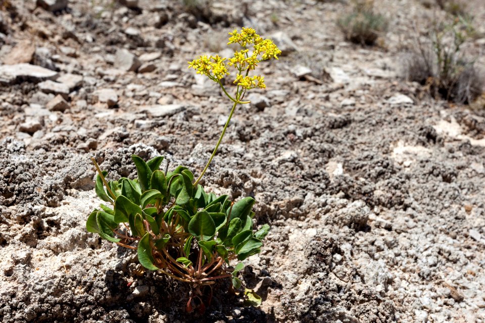 Eriogonum gypsophilum