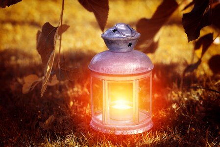 Bulbs out nature