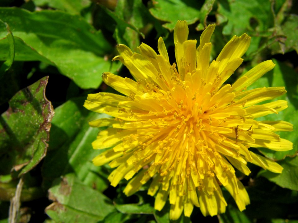 Dandelion