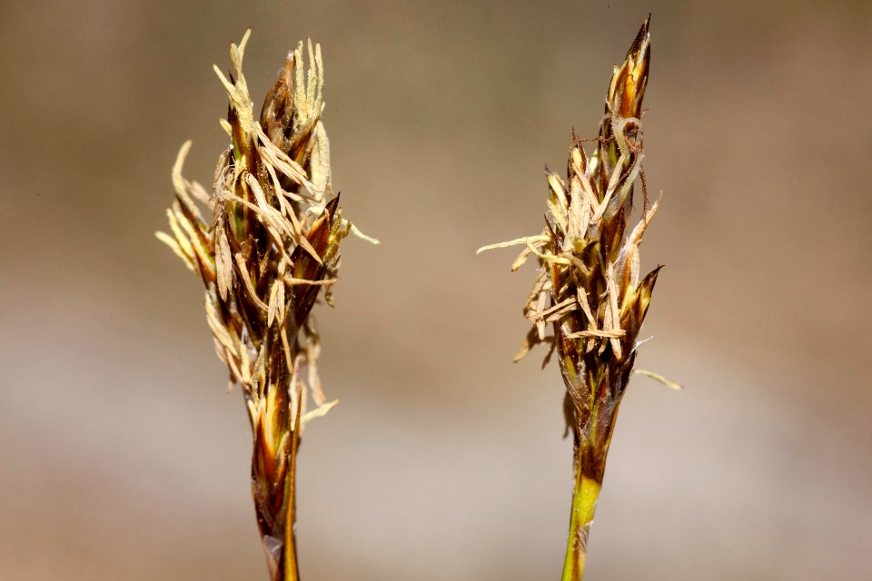 Carex siccata