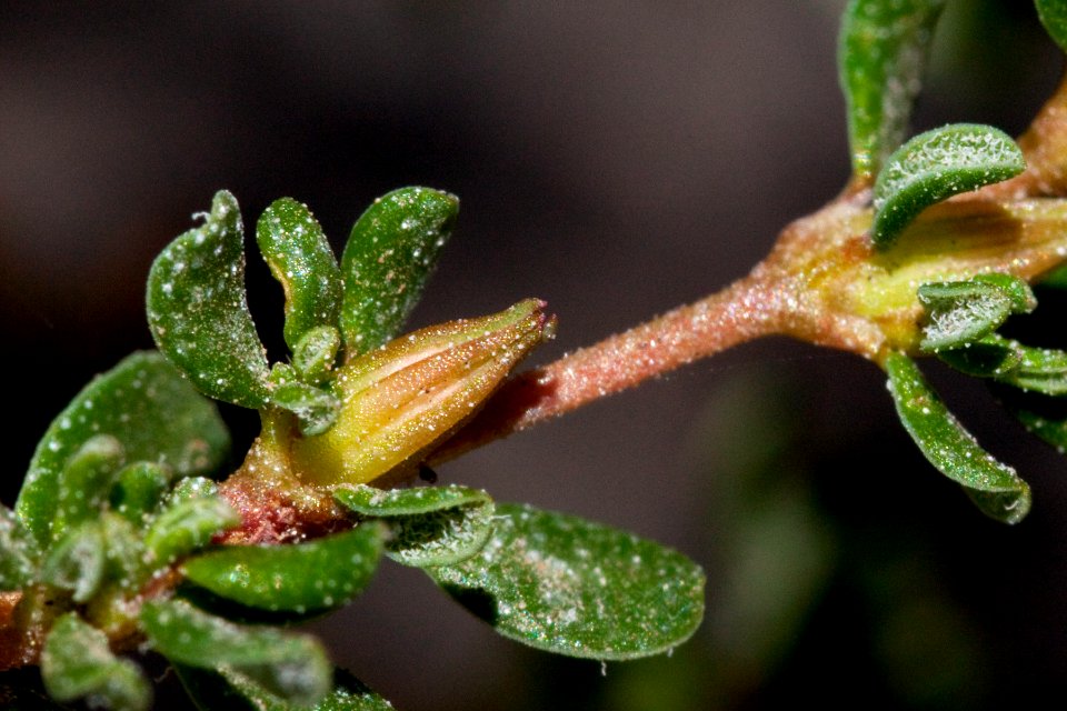 Frankenia pulverulenta