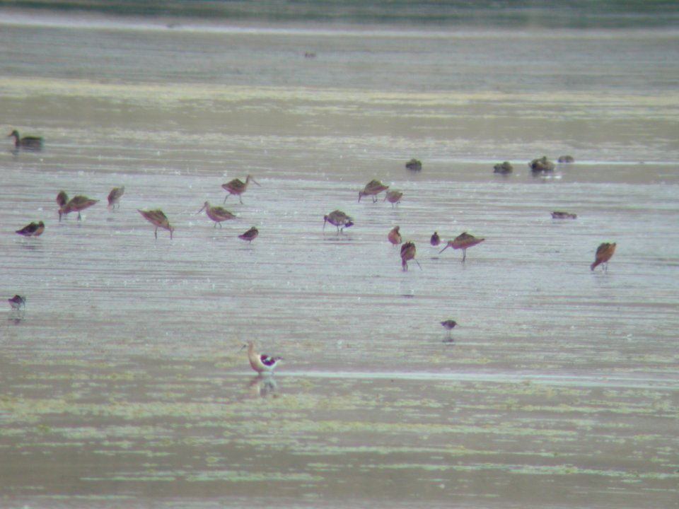 Hudsonian Godwit, Freezout Lake, MT