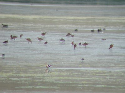 Hudsonian Godwit, Freezout Lake, MT photo