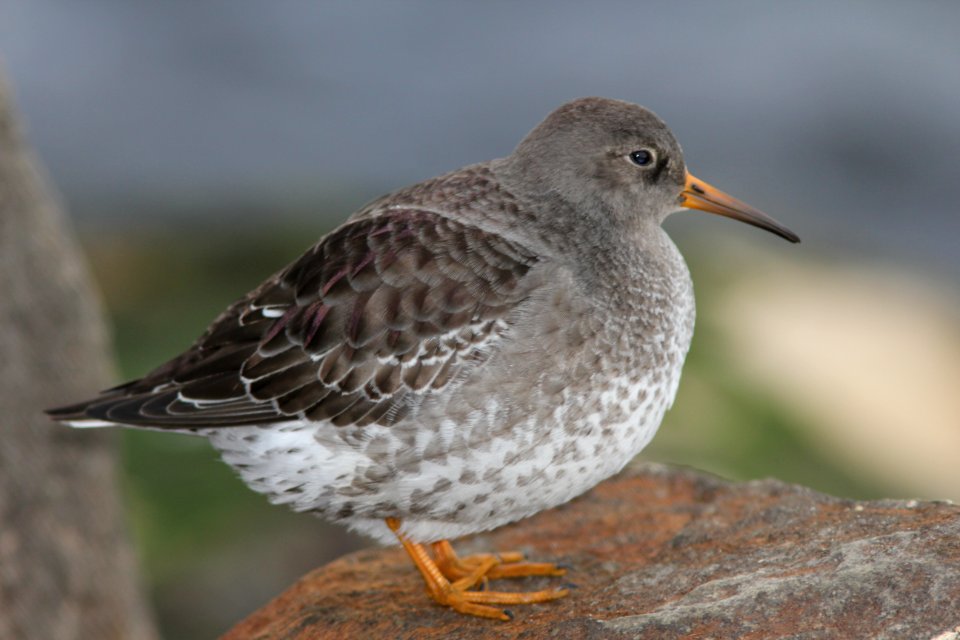 Purple Sandpiper, Muskegon MI, January 7, 2012