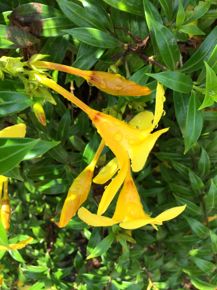 Tropical flowers yellow rain drops