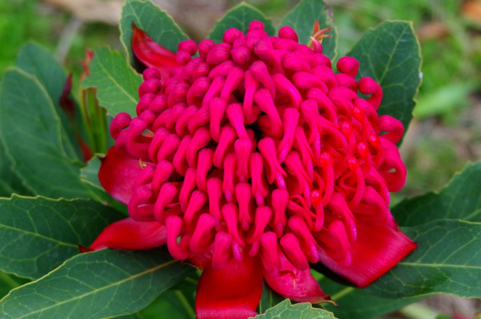 Telopea 'Shady Lady Red' photo