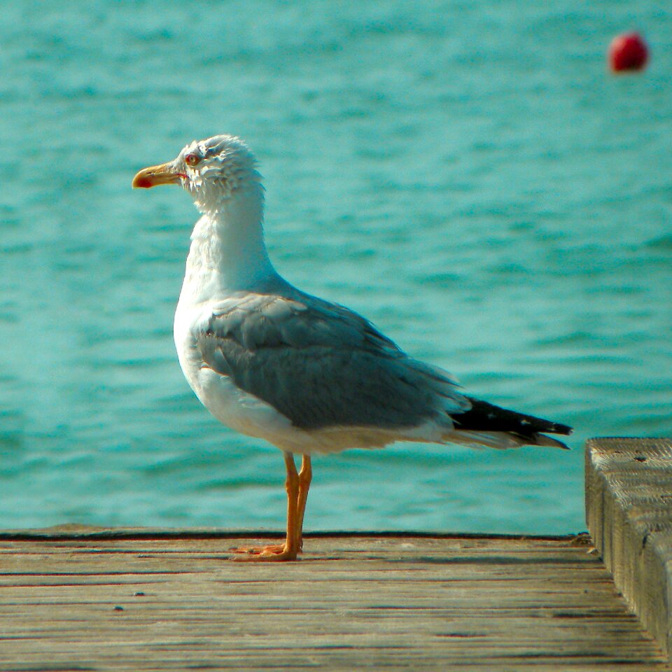 Bird birds jetty