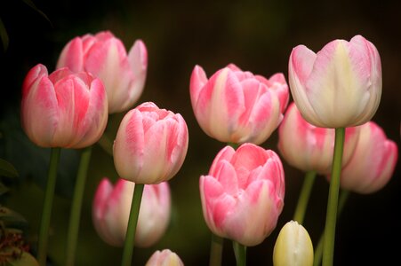 Spring plant pink photo