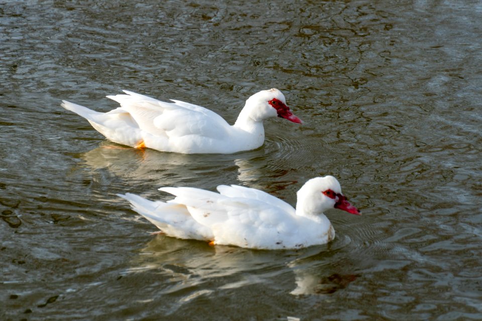 white Muscovy Duck with a red bill