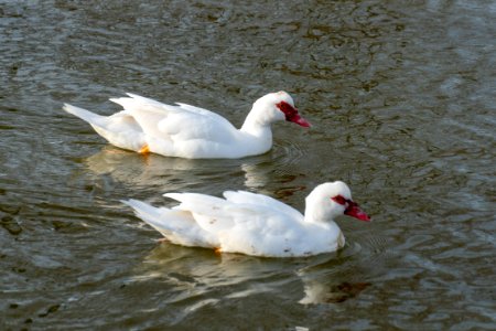 white Muscovy Duck with a red bill photo