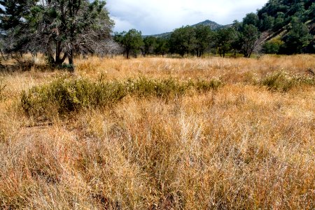 Madera Canyon
