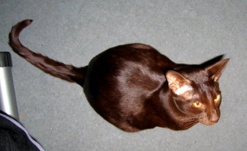 Addison Siamese Havanah cat older 4812b